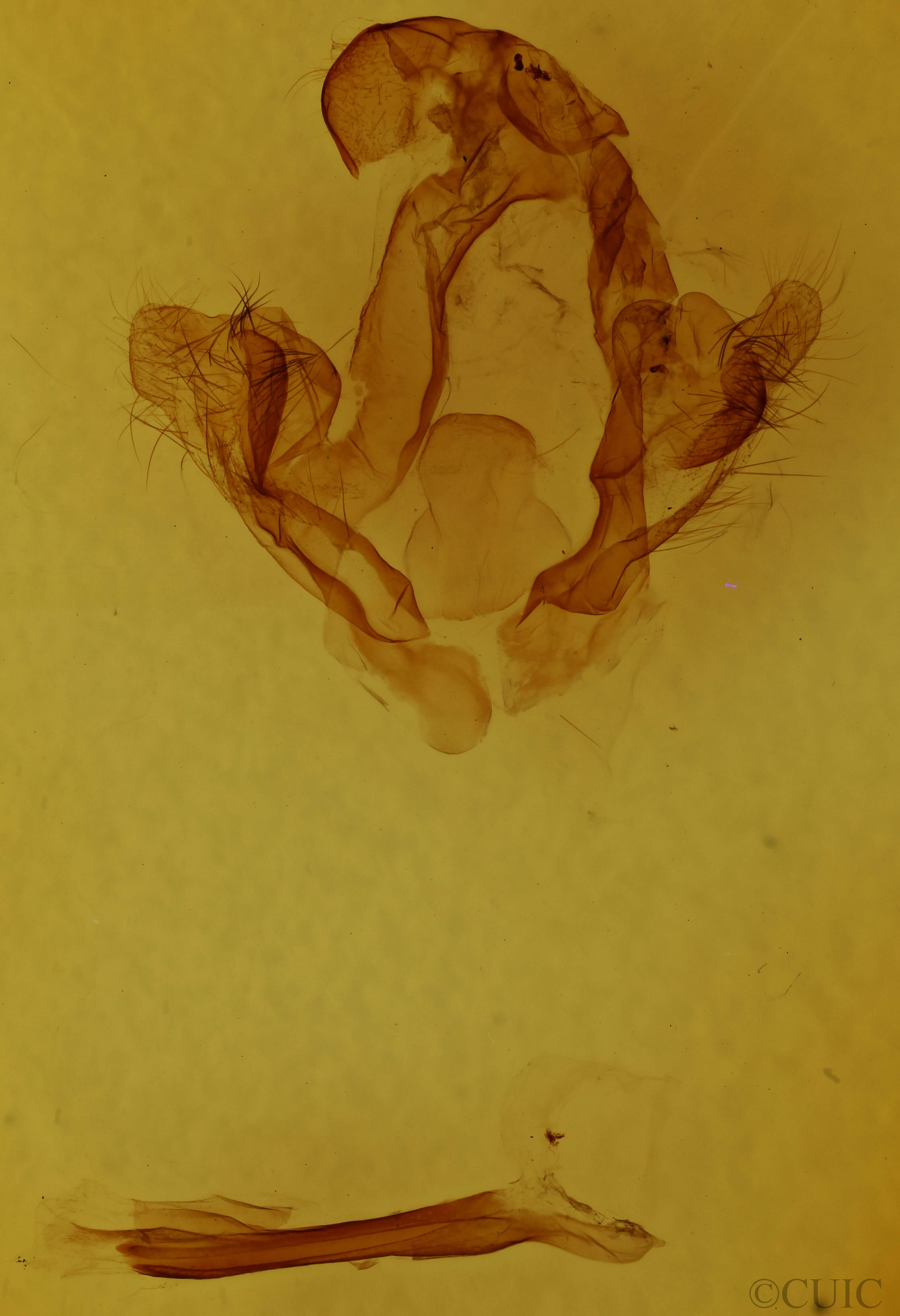genitalia view of adult Arhacia combusta