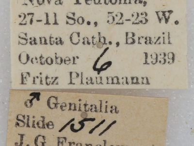 label view of adult Arhacia combusta