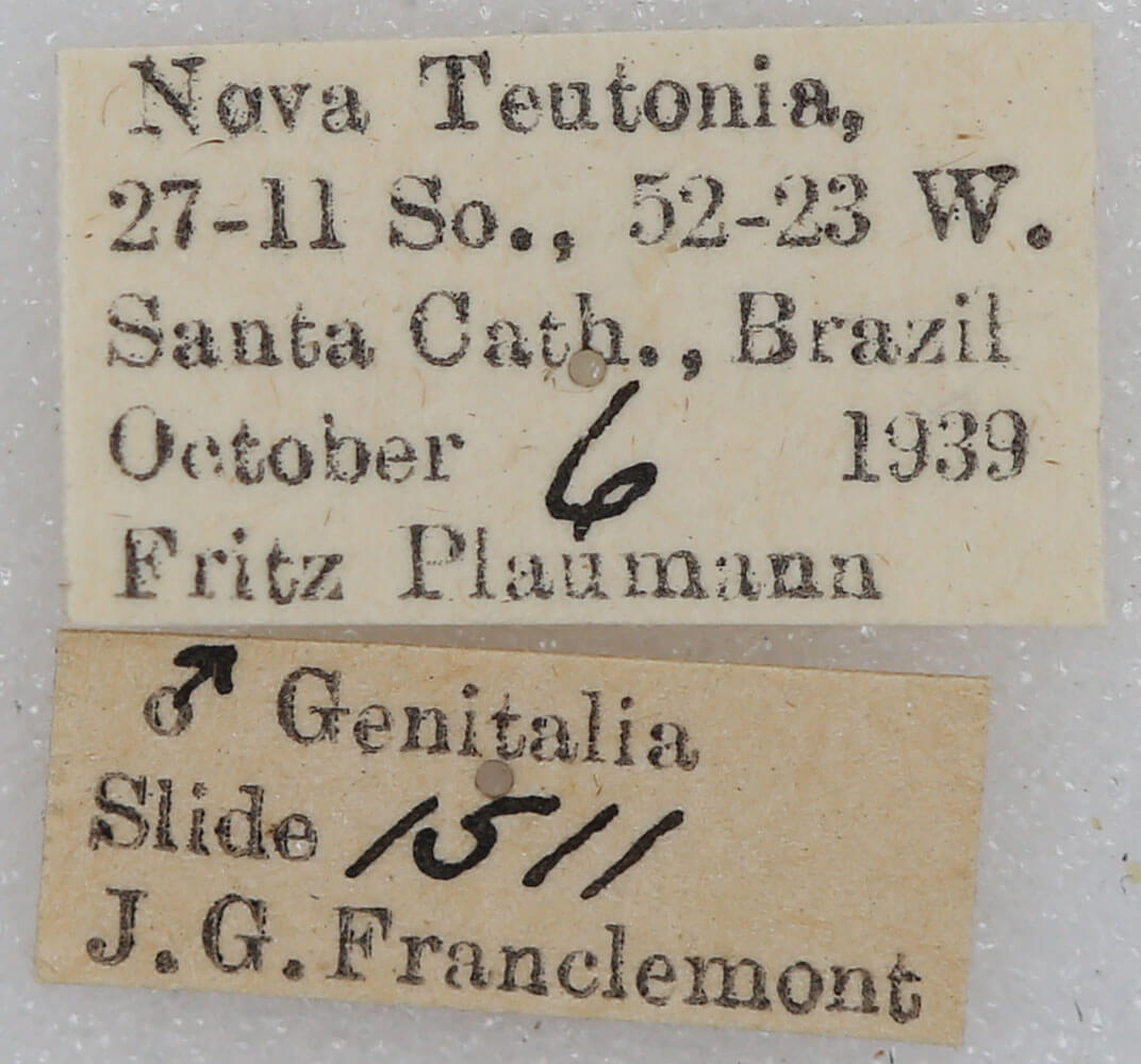 label view of adult Arhacia combusta