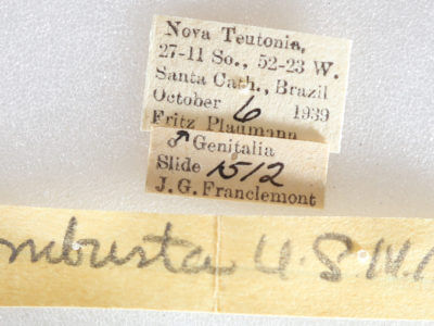 label view of adult Arhacia combusta
