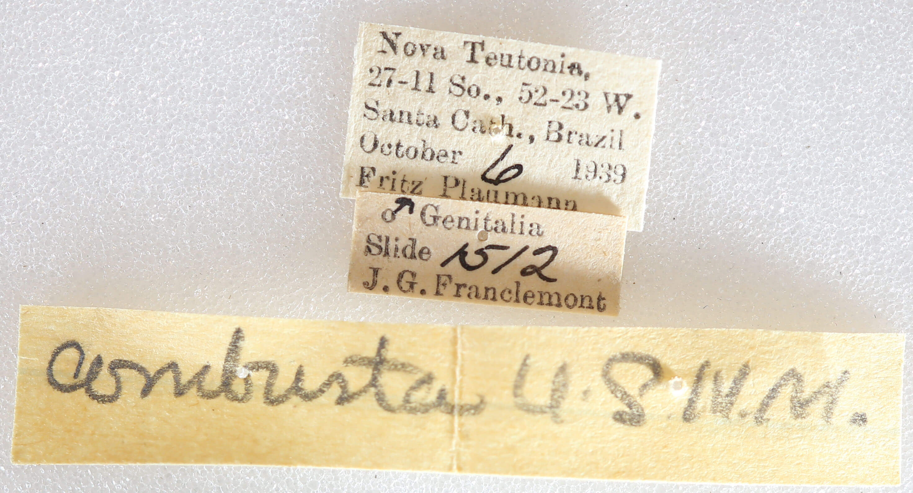 label view of adult Arhacia combusta