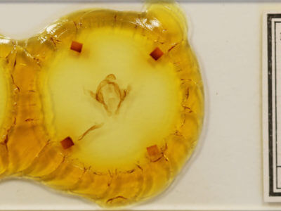 slide view of adult Arhacia combusta