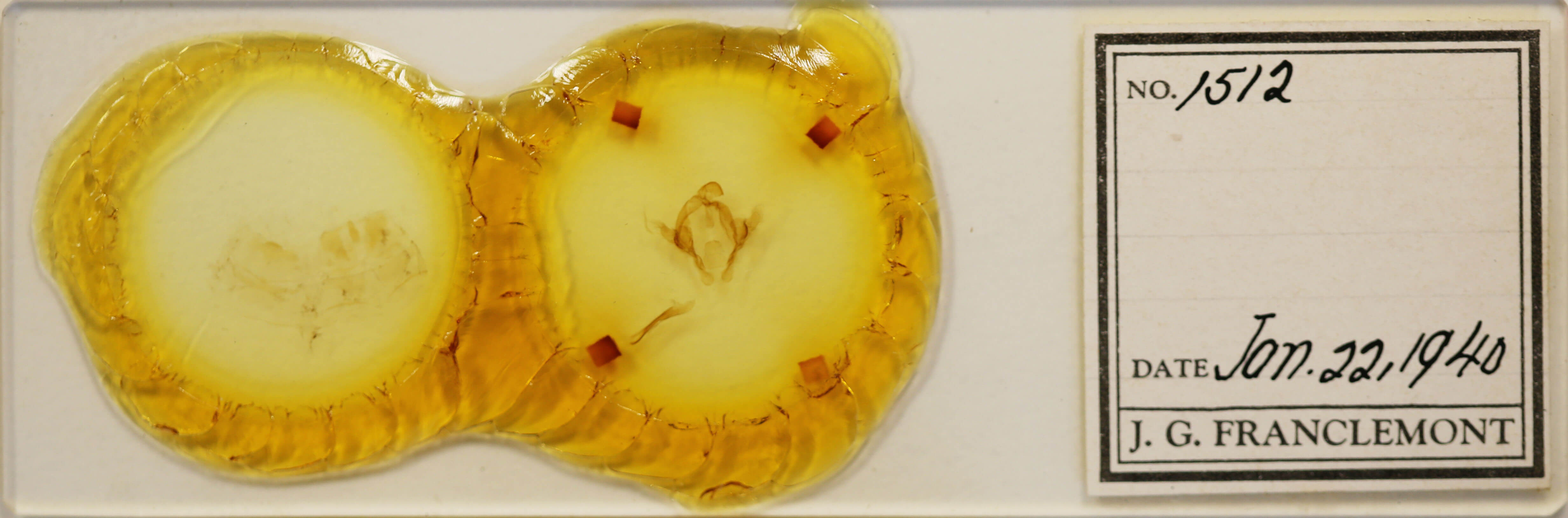 slide view of adult Arhacia combusta