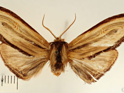 dorsal view of adult Arhacia combusta