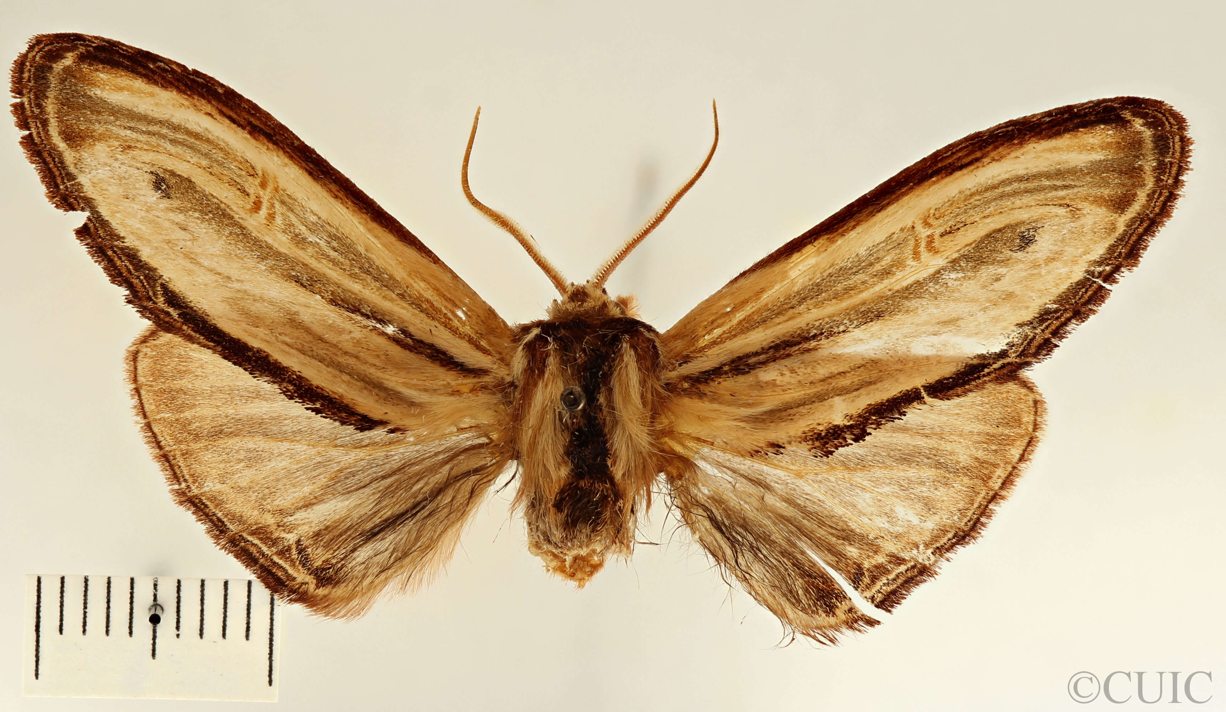 dorsal view of adult Arhacia combusta