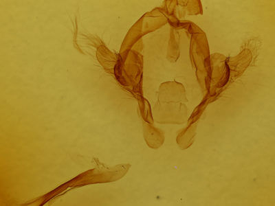 genitalia view of adult Arhacia combusta