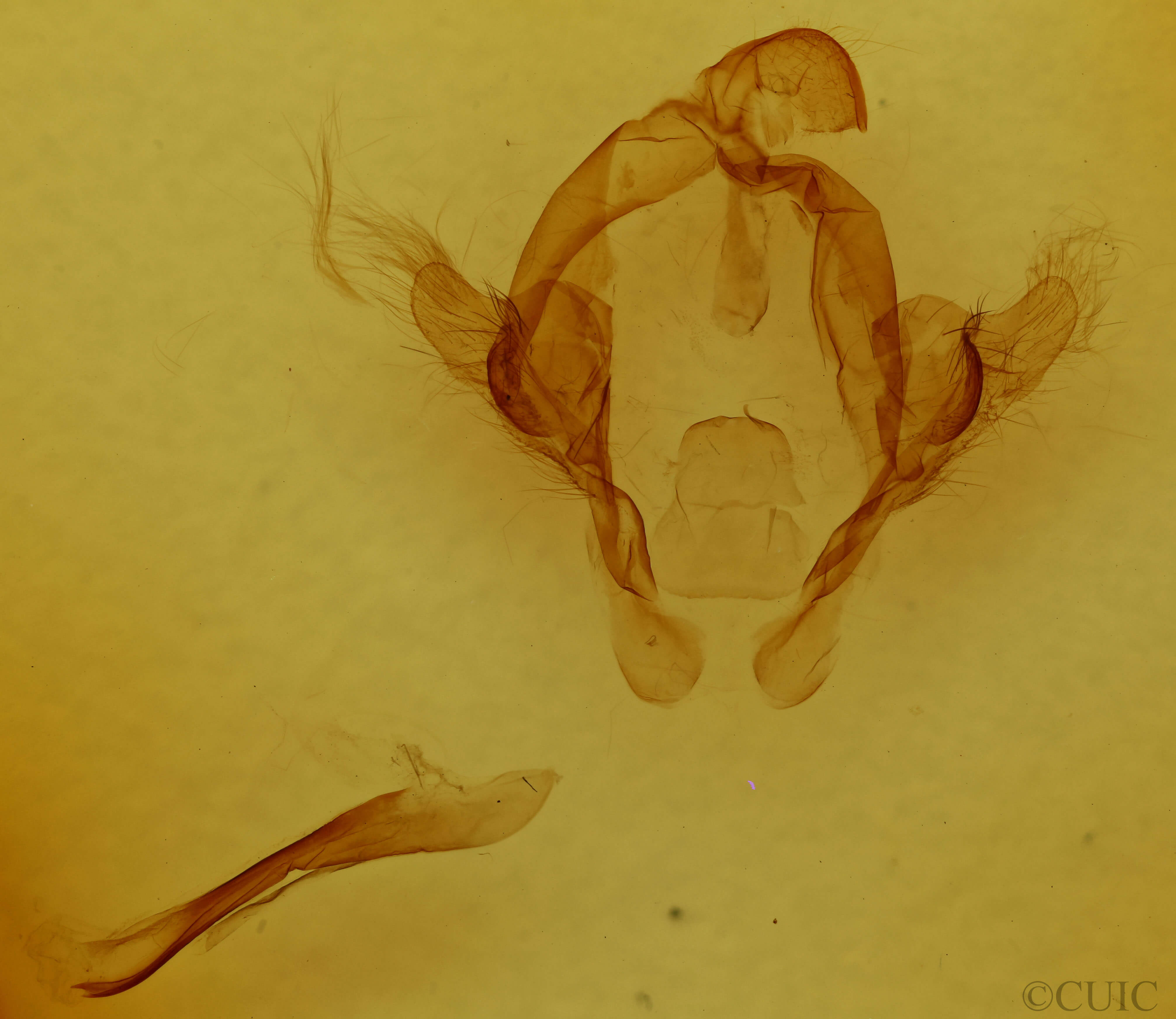 genitalia view of adult Arhacia combusta