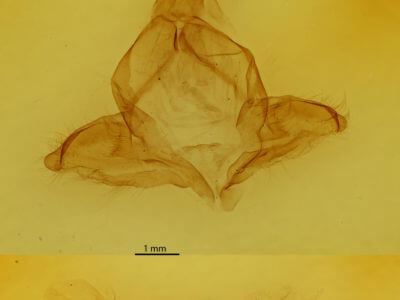 genitalia view of adult Arhacia lignaris