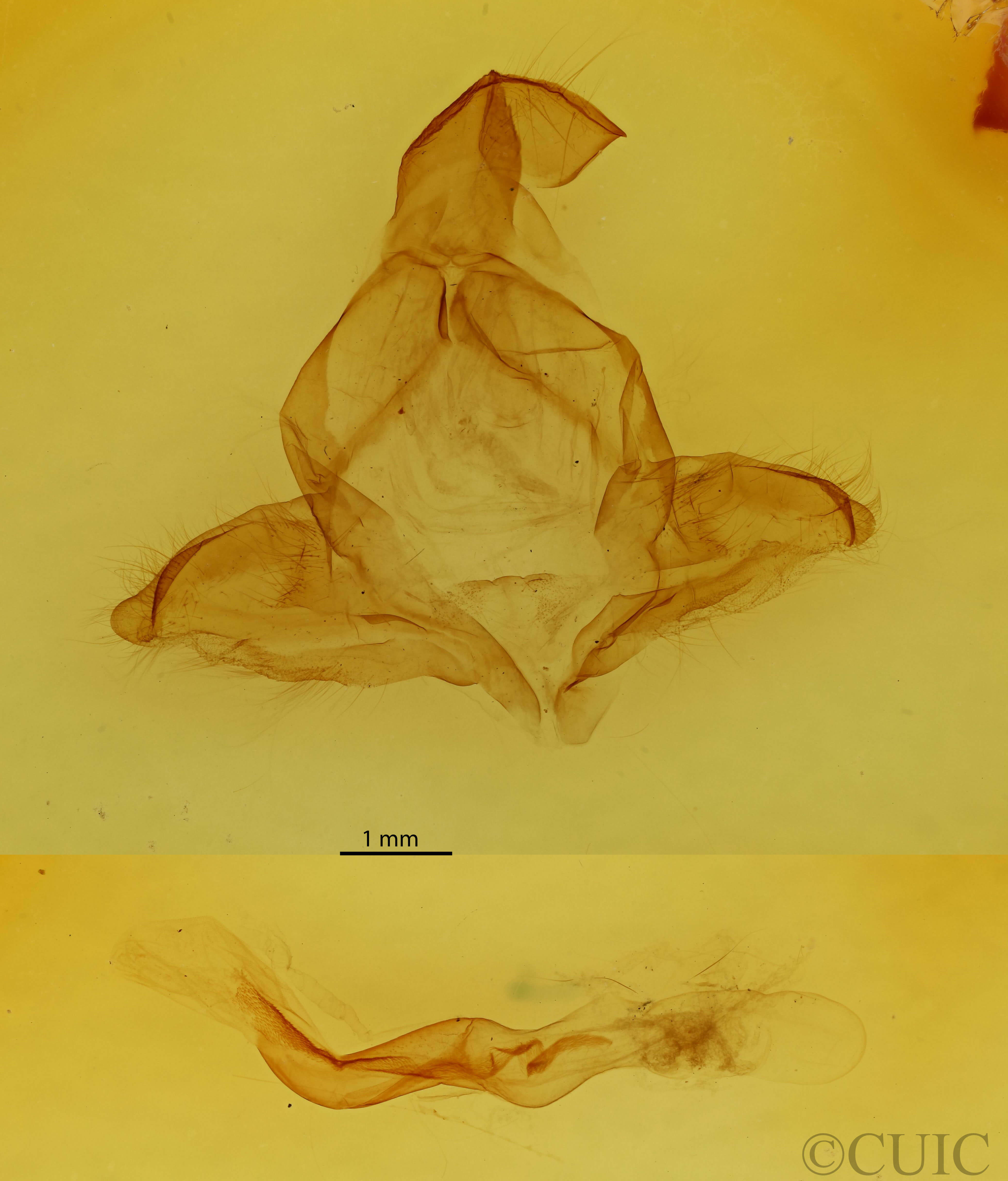 genitalia view of adult Arhacia lignaris