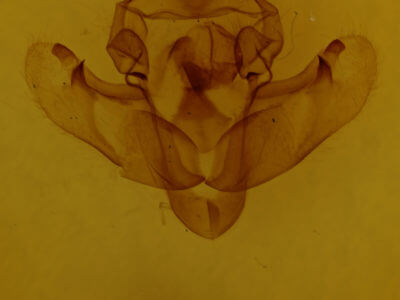 genitalia view of adult Bellura obliqua