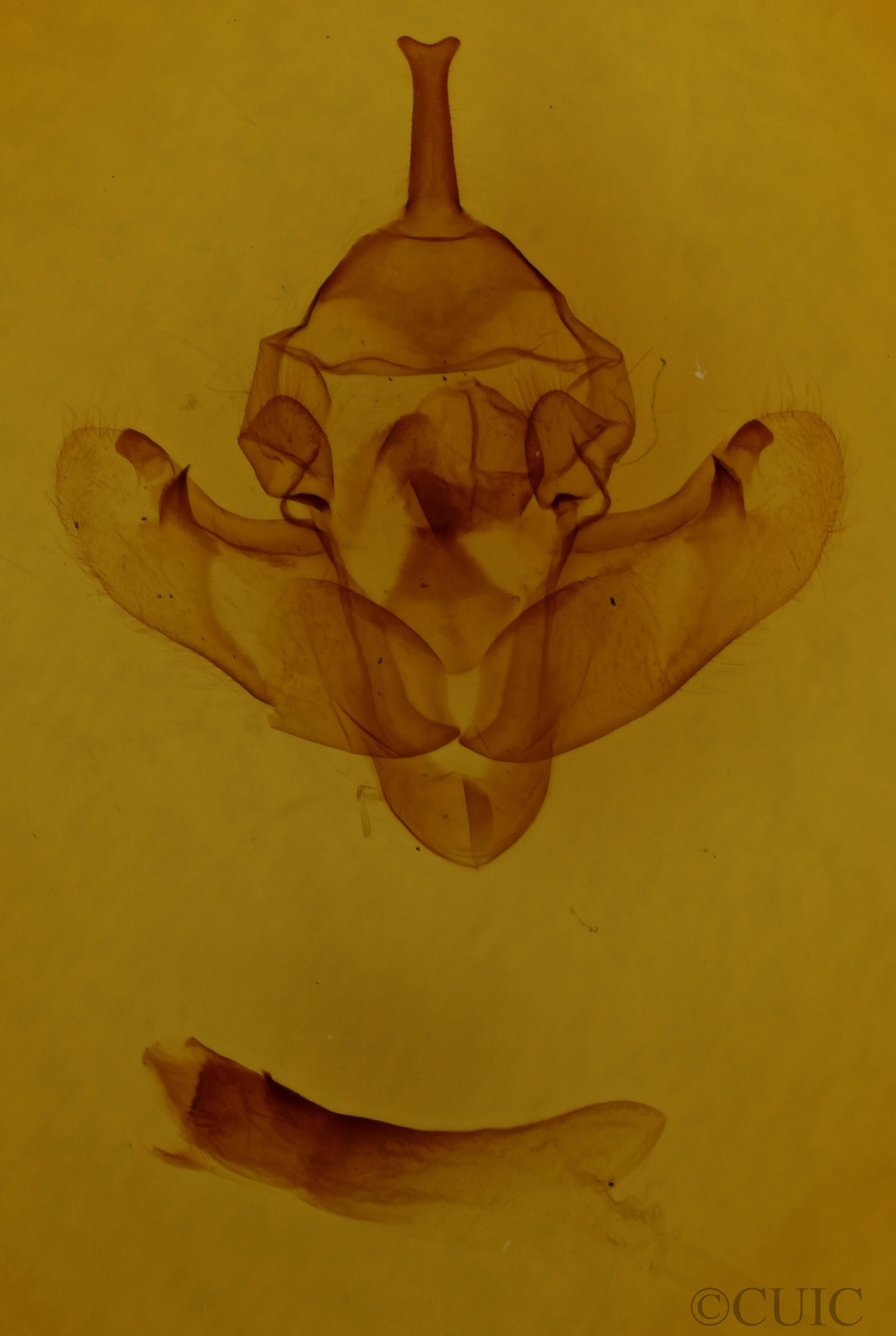 genitalia view of adult Bellura obliqua