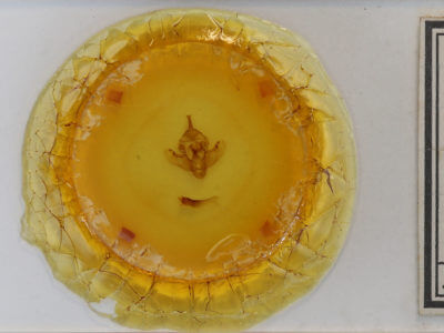 slide view of adult Bellura obliqua