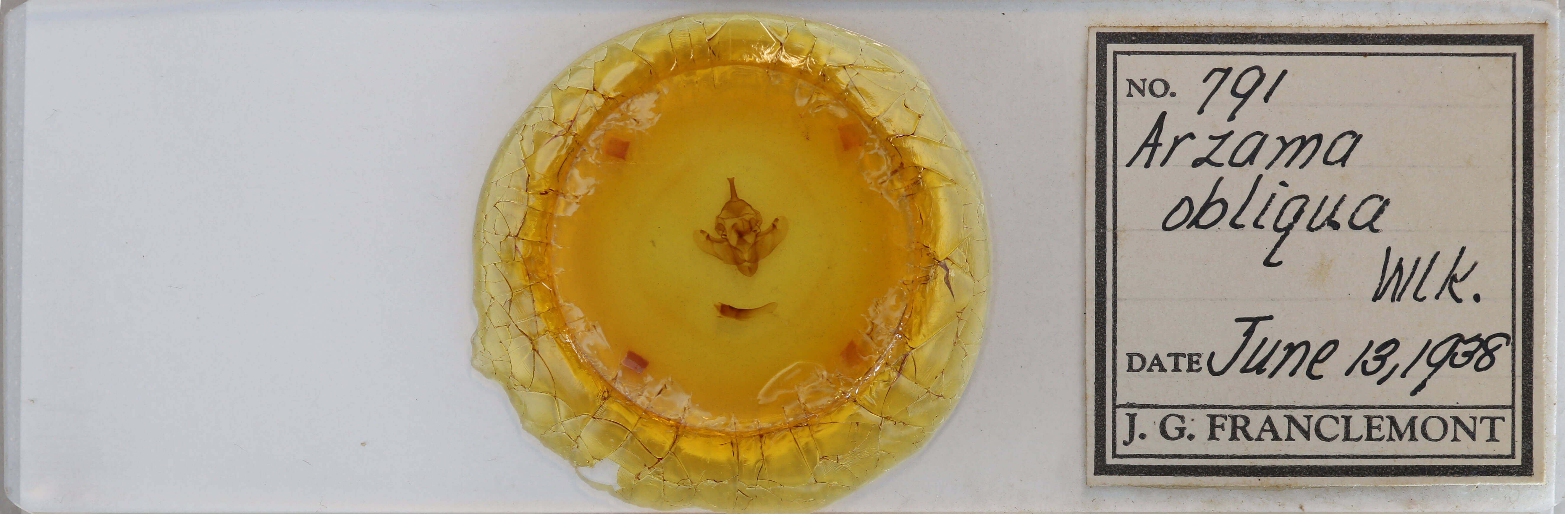 slide view of adult Bellura obliqua