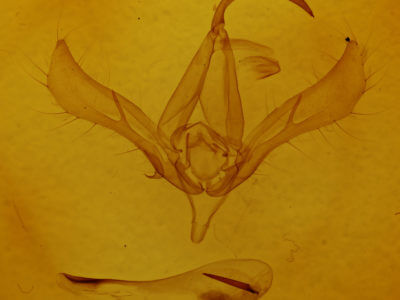 genitalia view of adult Autographa  ampla