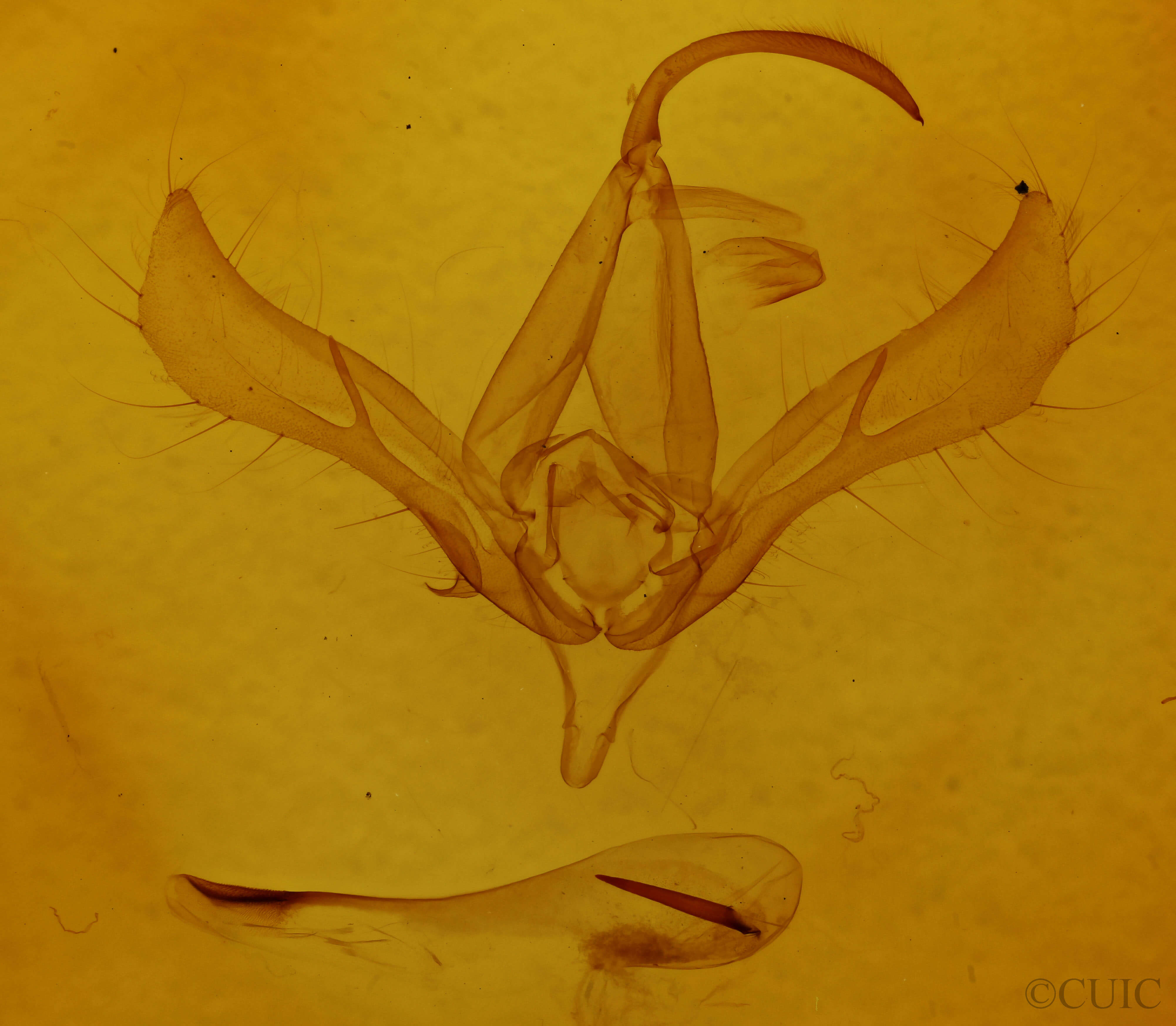 genitalia view of adult Autographa  ampla