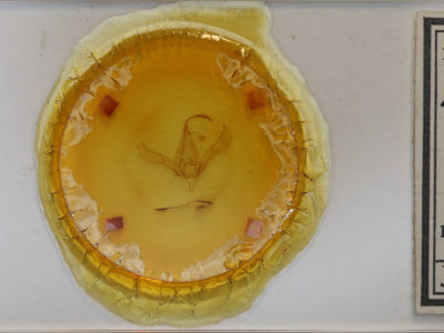 slide view of adult Autographa  ampla