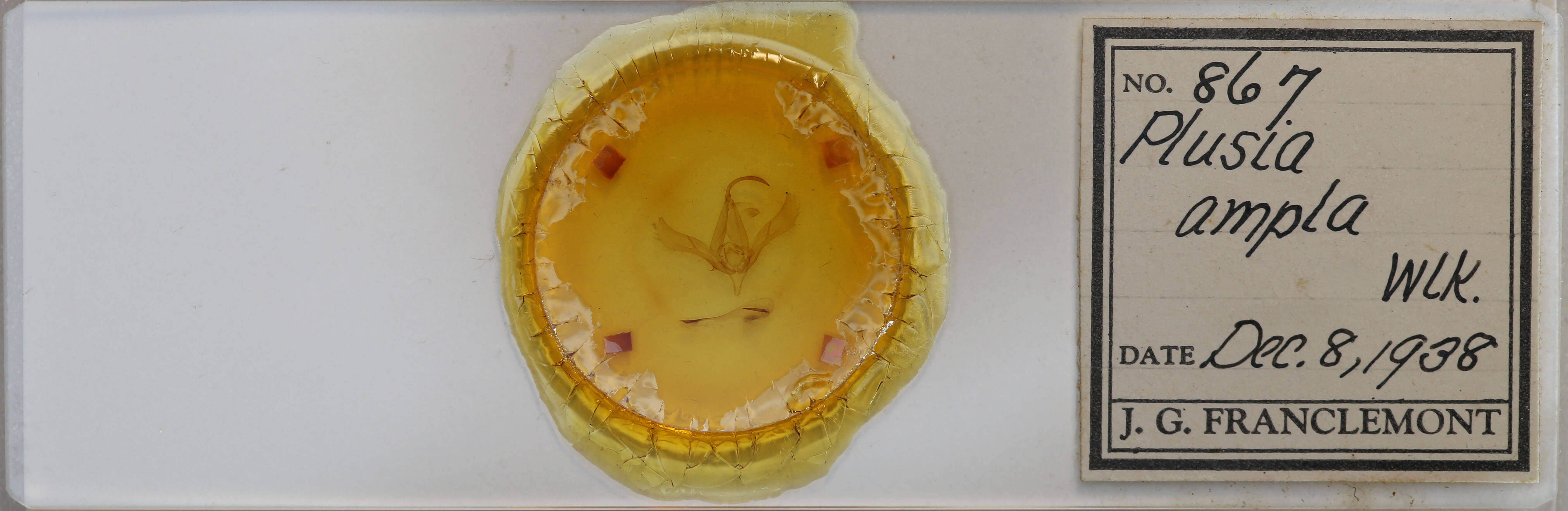 slide view of adult Autographa  ampla