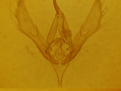 genitalia view of adult Autographa californica