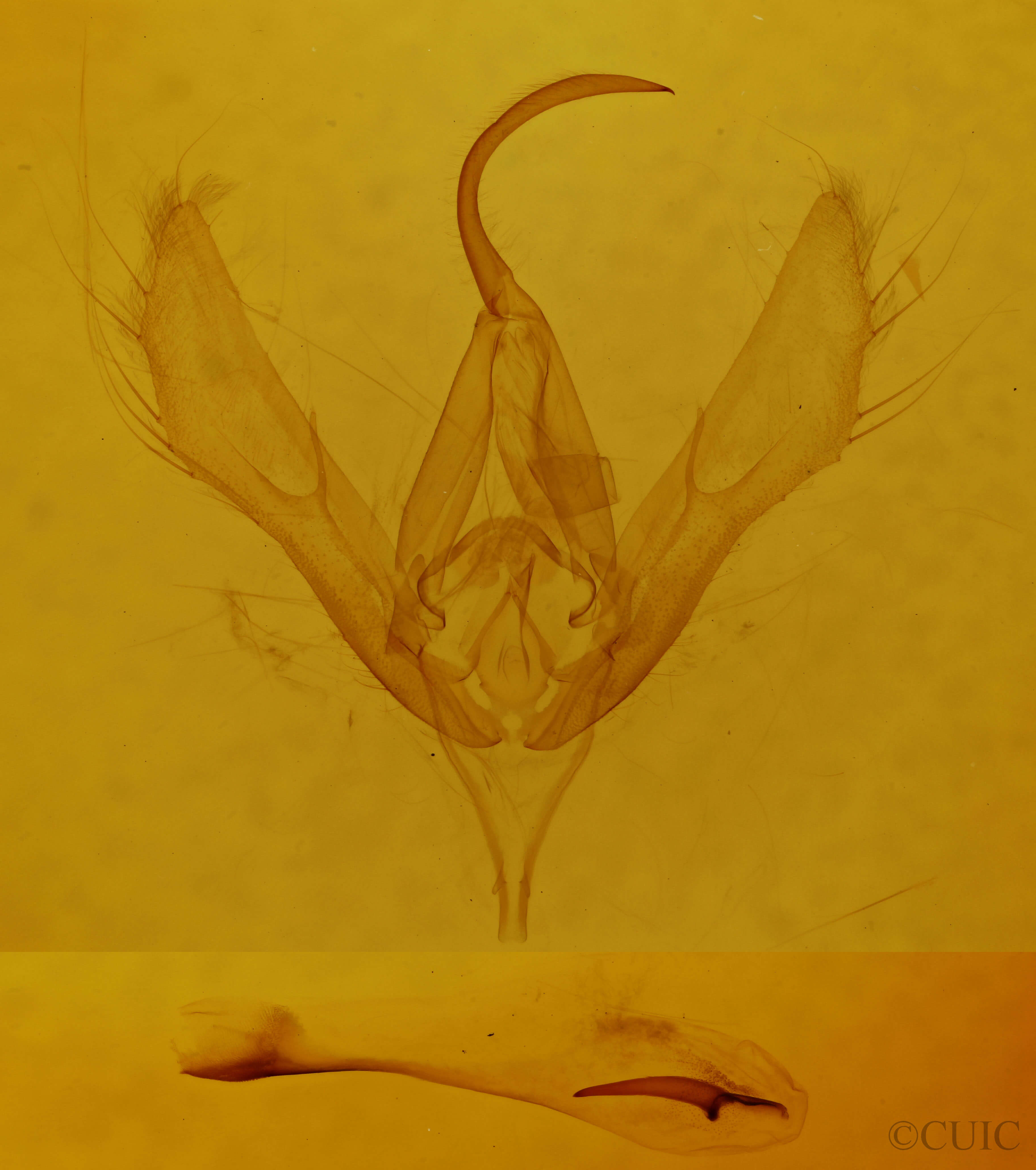 genitalia view of adult Autographa californica