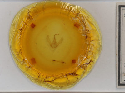 slide view of adult Autographa californica