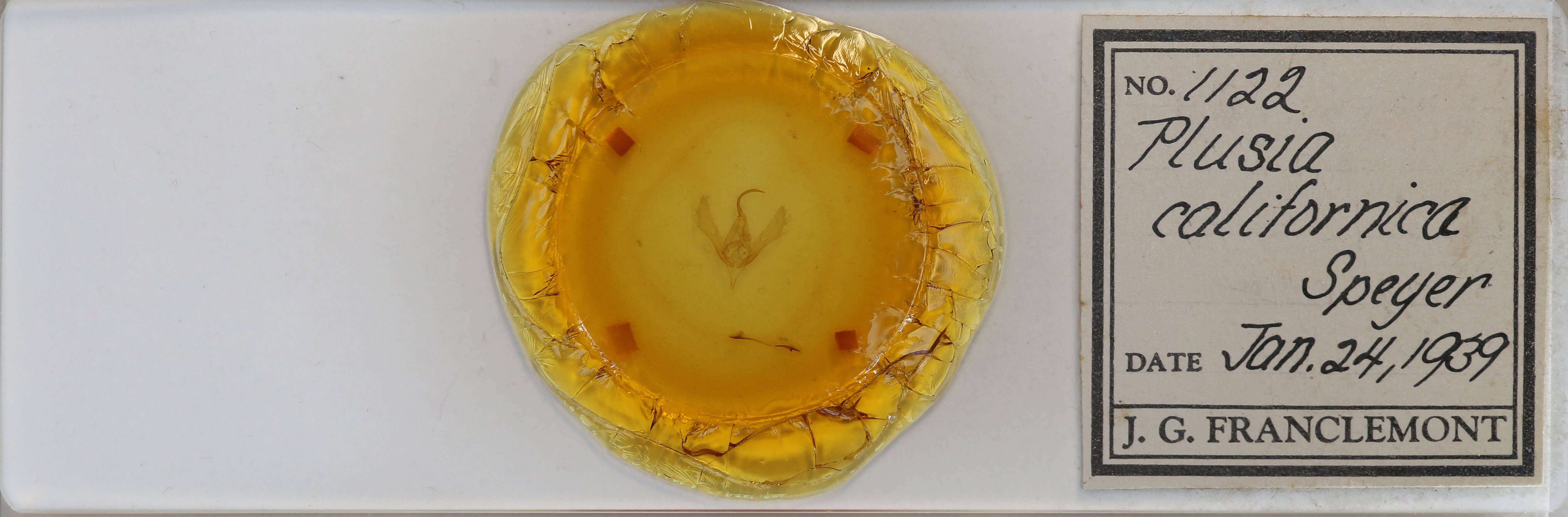 slide view of adult Autographa californica