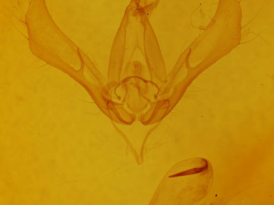 genitalia view of adult Autographa metallica