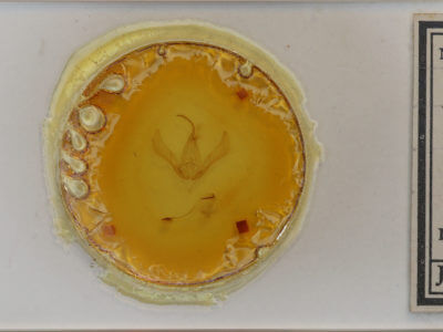 slide view of adult Autographa metallica