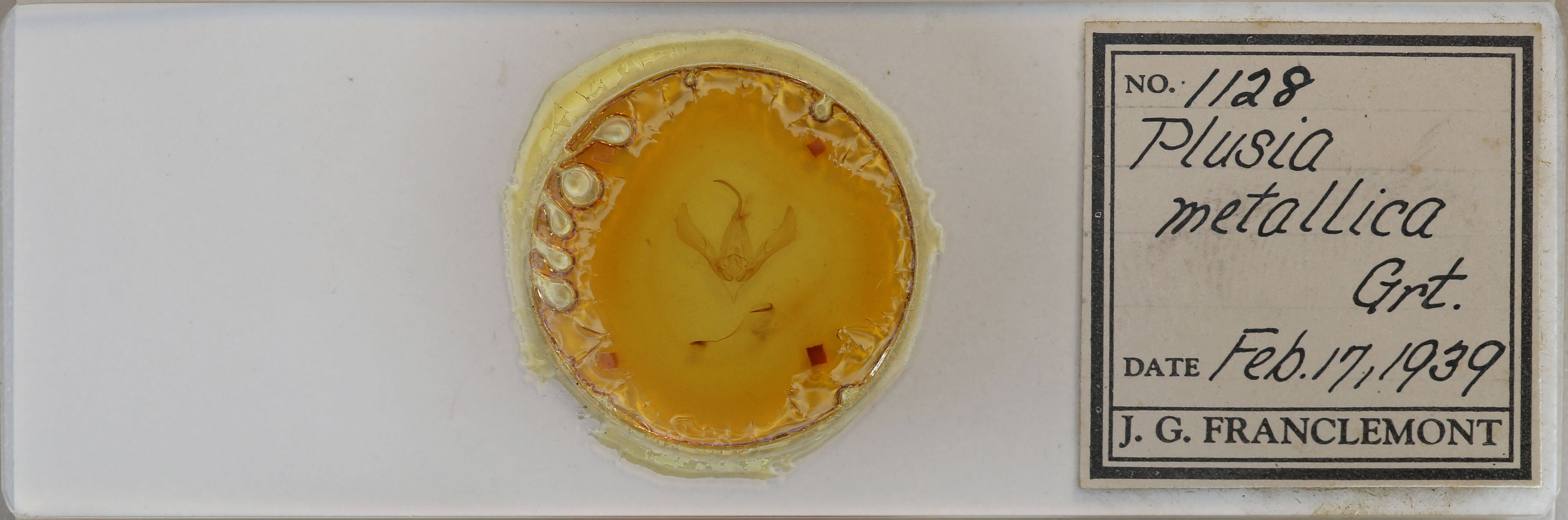 slide view of adult Autographa metallica