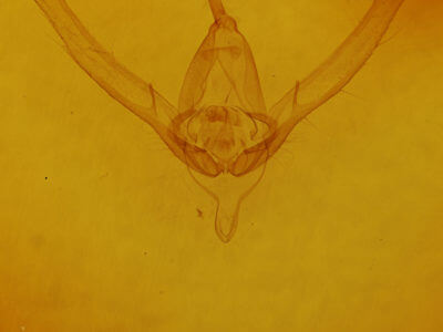 genitalia view of adult Autographa precationis