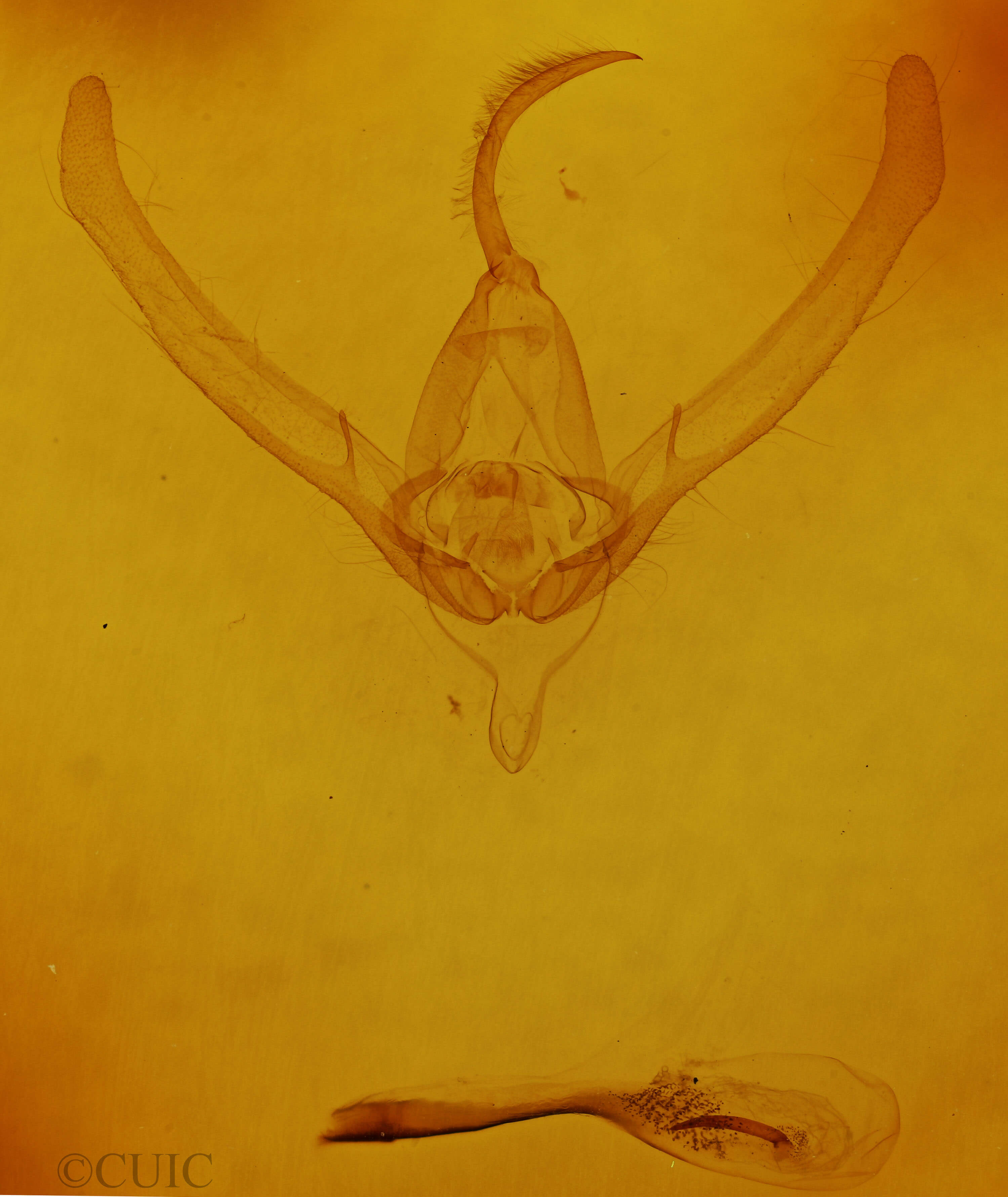 genitalia view of adult Autographa precationis