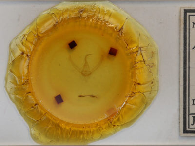 slide view of adult Autographa precationis