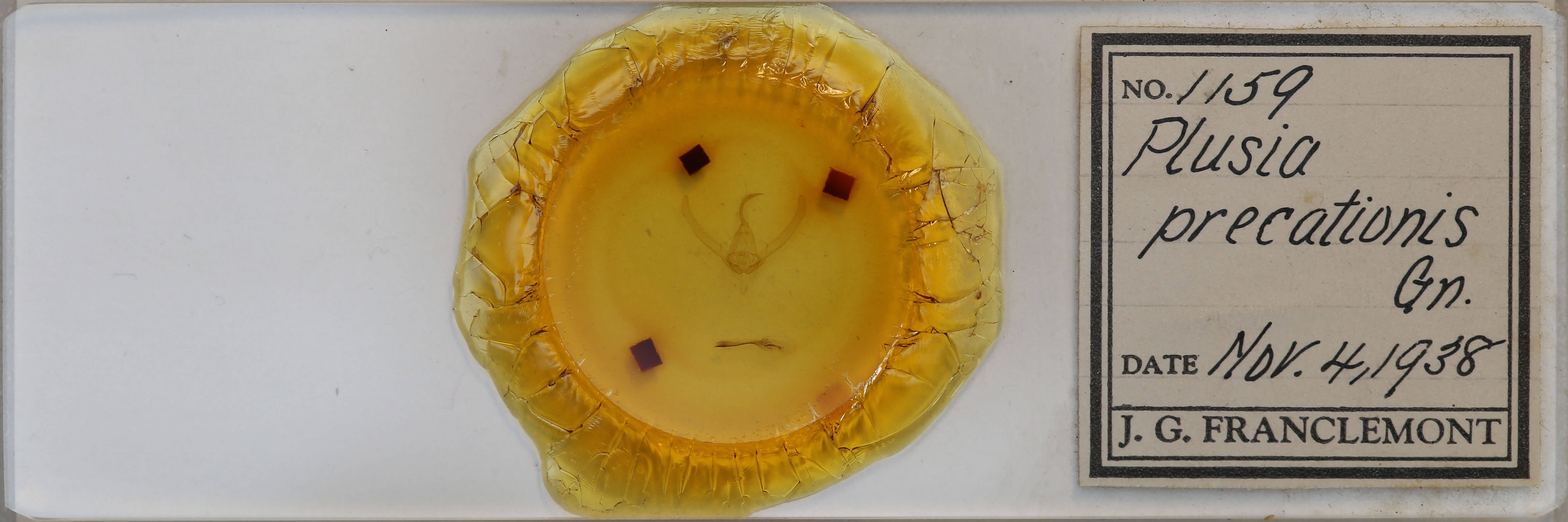 slide view of adult Autographa precationis