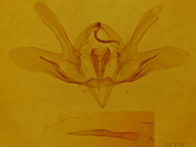 genitalia view of adult Baileya dormitans