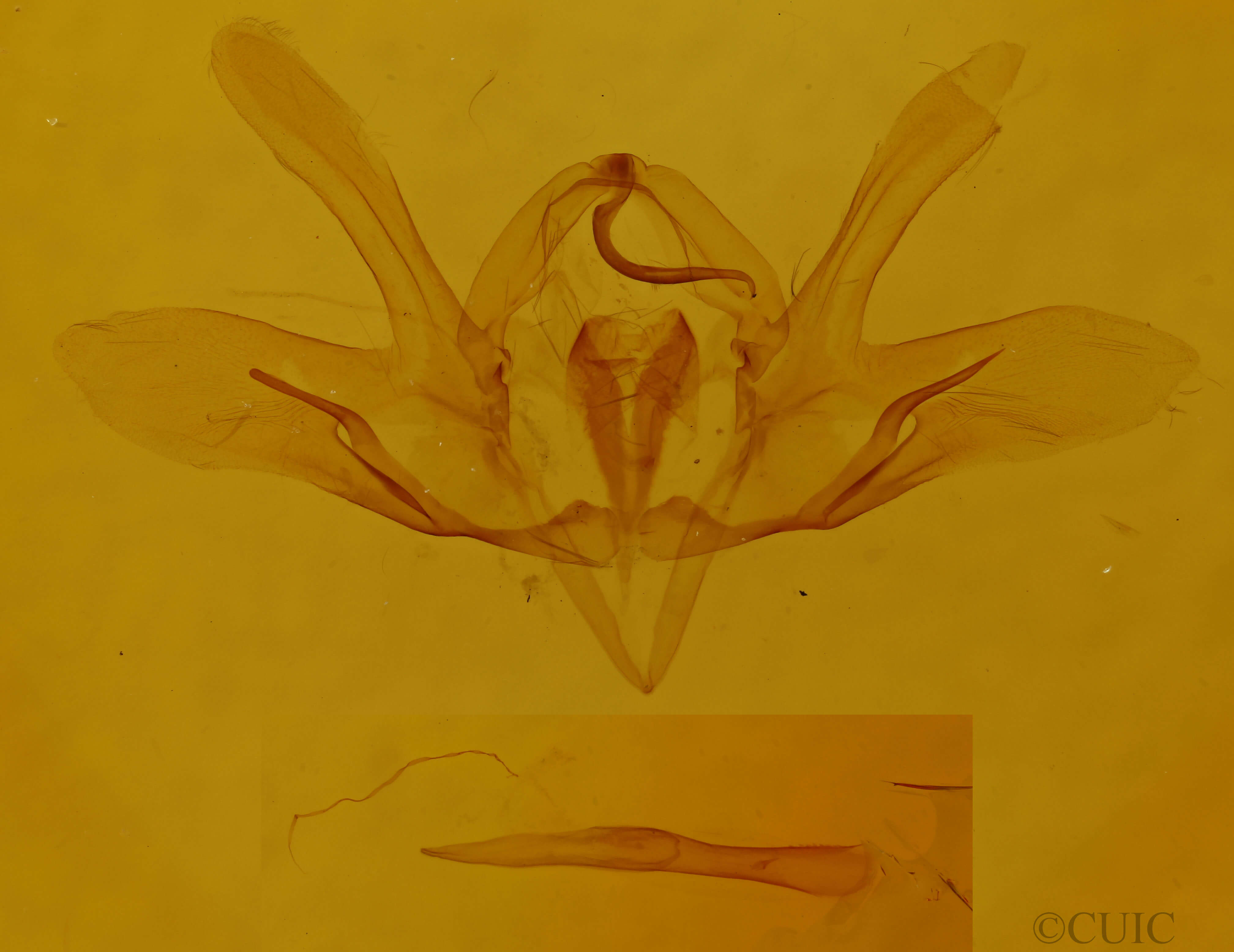 genitalia view of adult Baileya dormitans