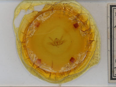 slide view of adult Baileya dormitans