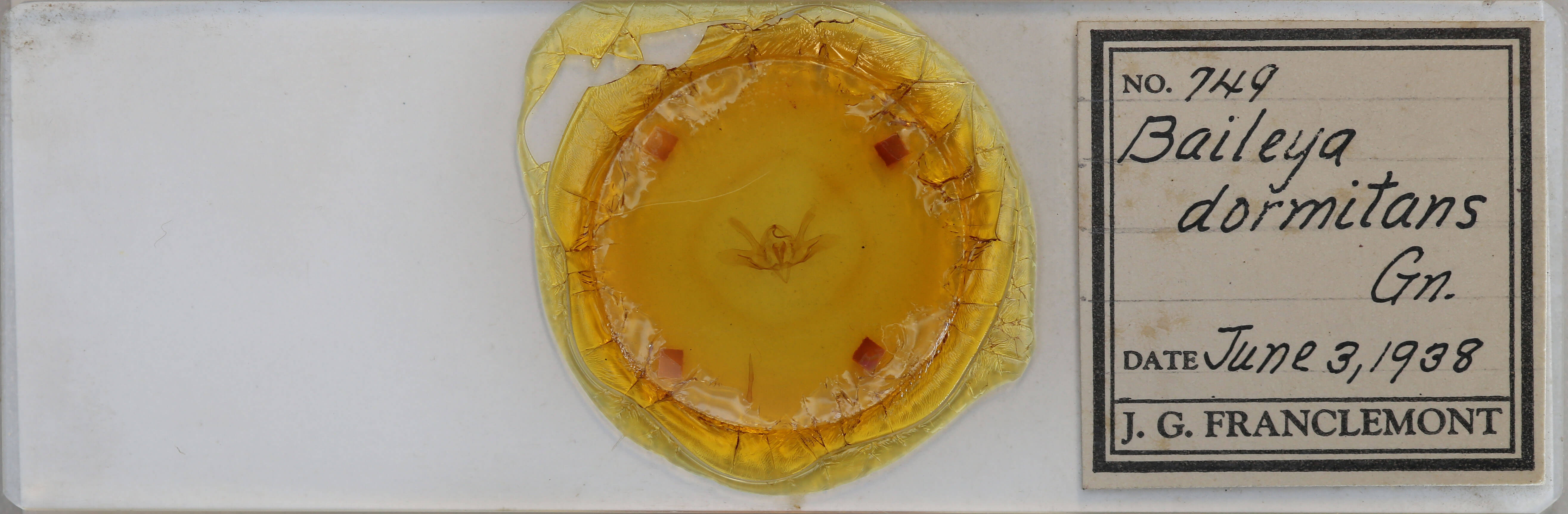 slide view of adult Baileya dormitans