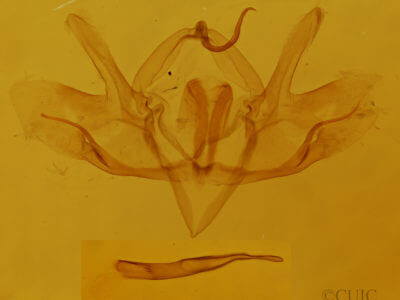 slide view of adult Baileya ophthalmica