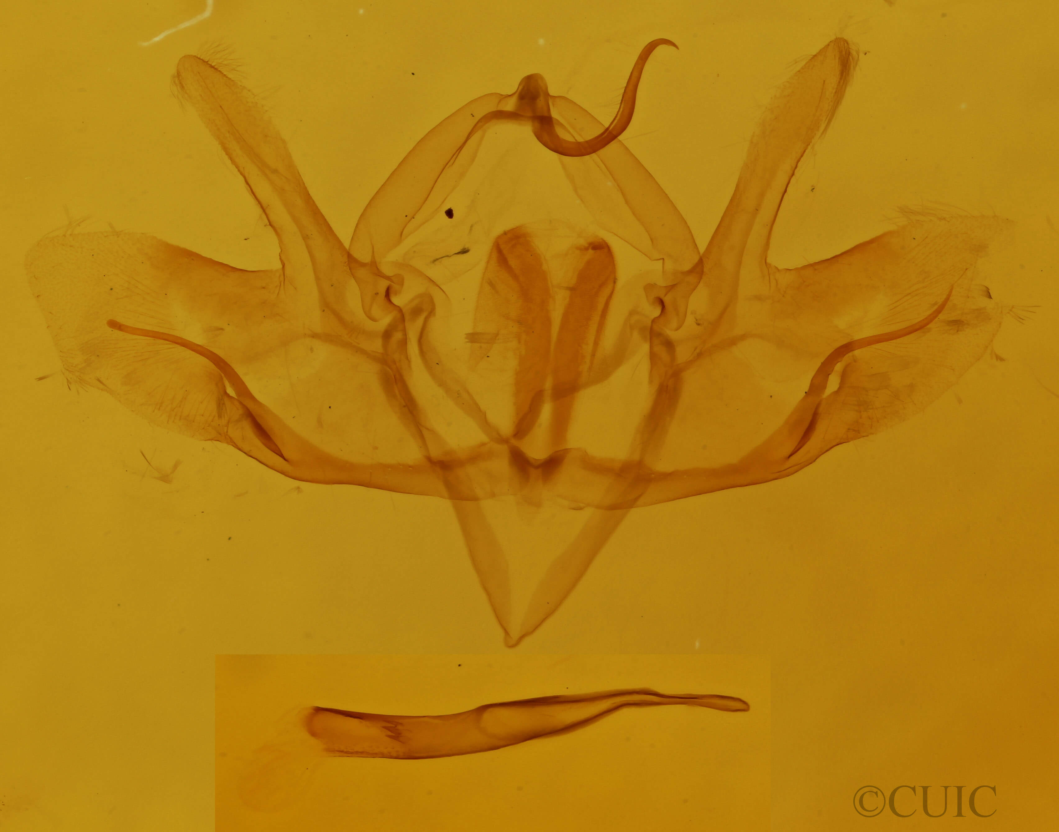 slide view of adult Baileya ophthalmica