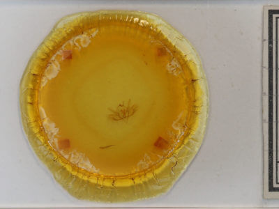 genitalia view of adult Baileya ophthalmica