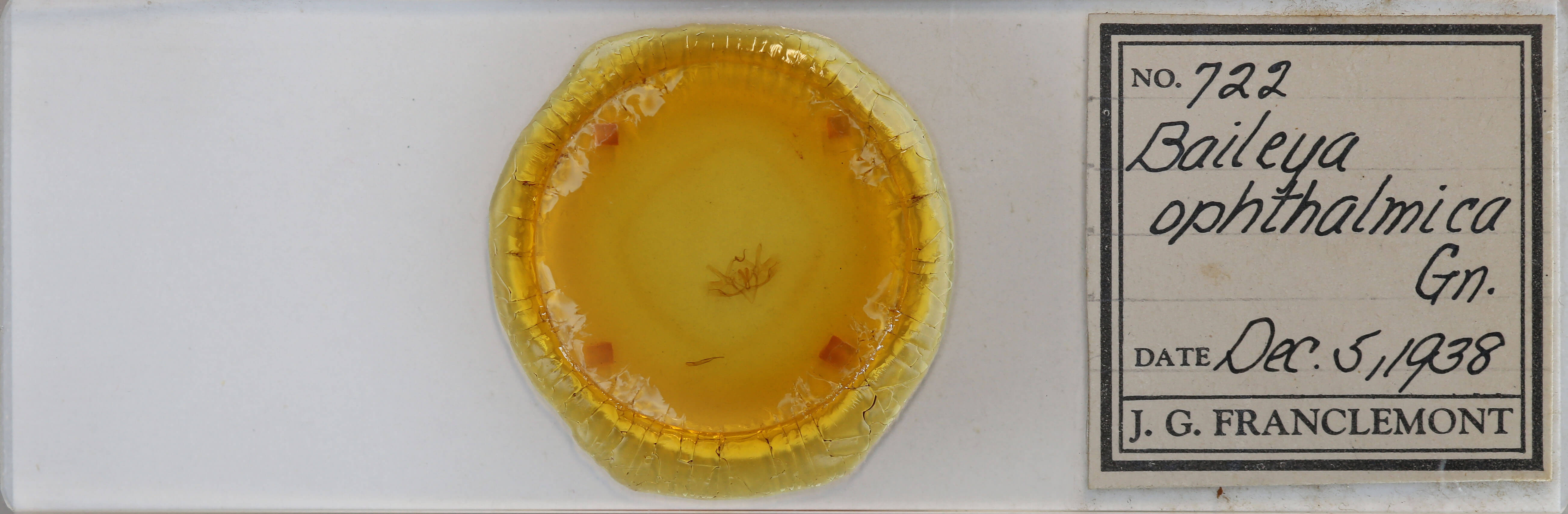 genitalia view of adult Baileya ophthalmica