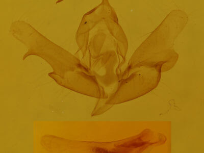 genitalia view of adult Balsa labecula