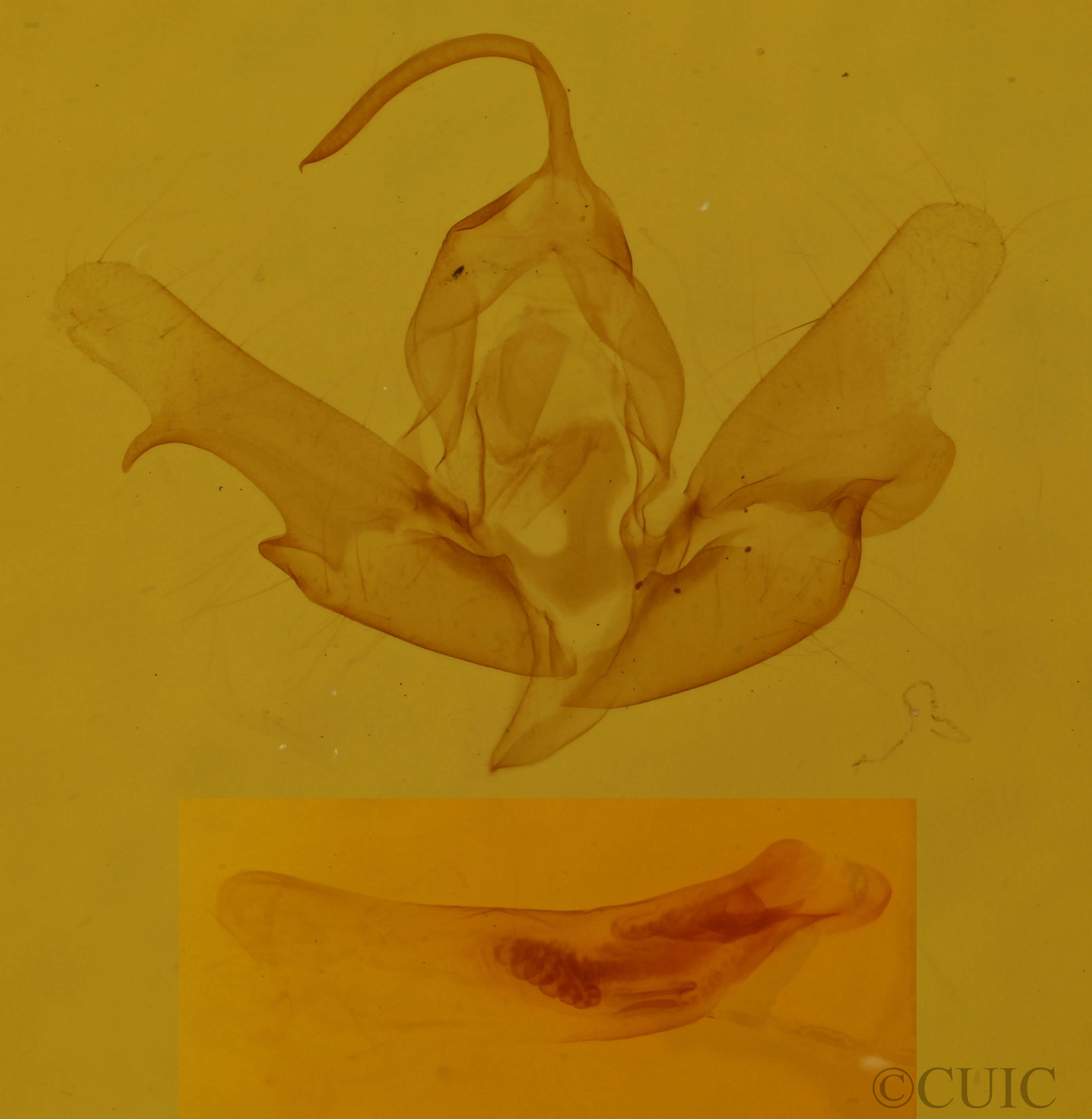 genitalia view of adult Balsa labecula