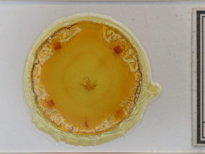 slide view of adult Balsa labecula