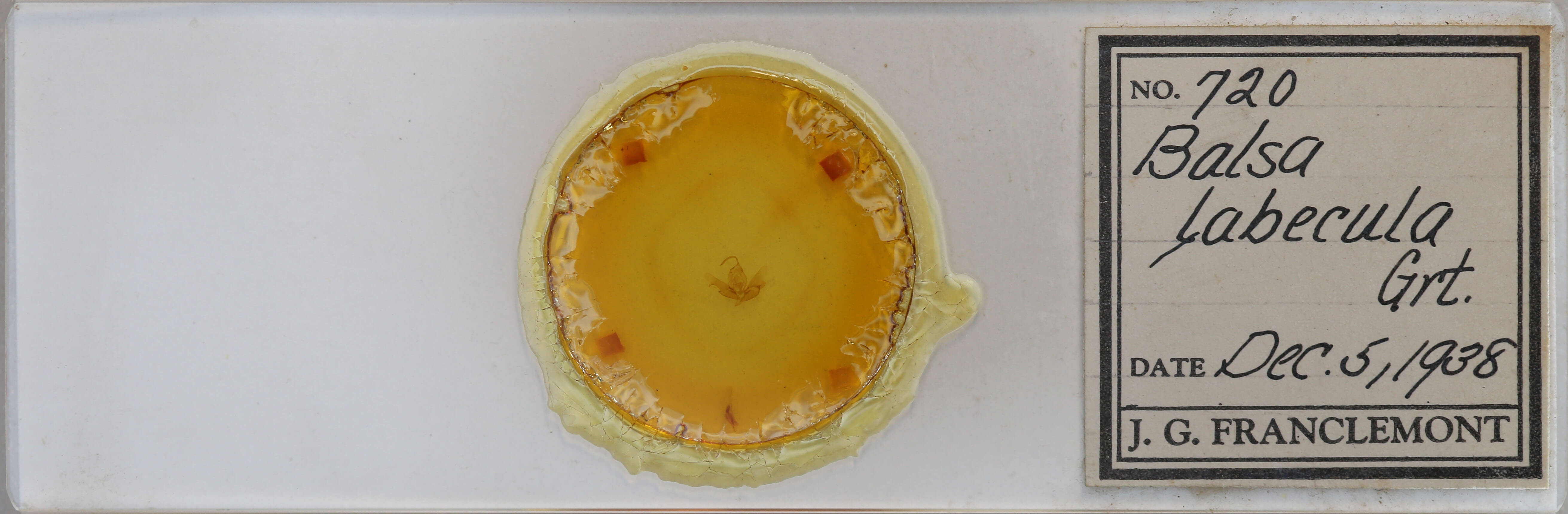 slide view of adult Balsa labecula