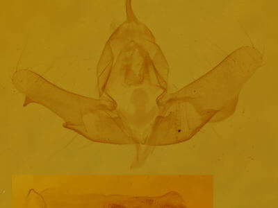 genitalia view of adult Balsa tristrigella