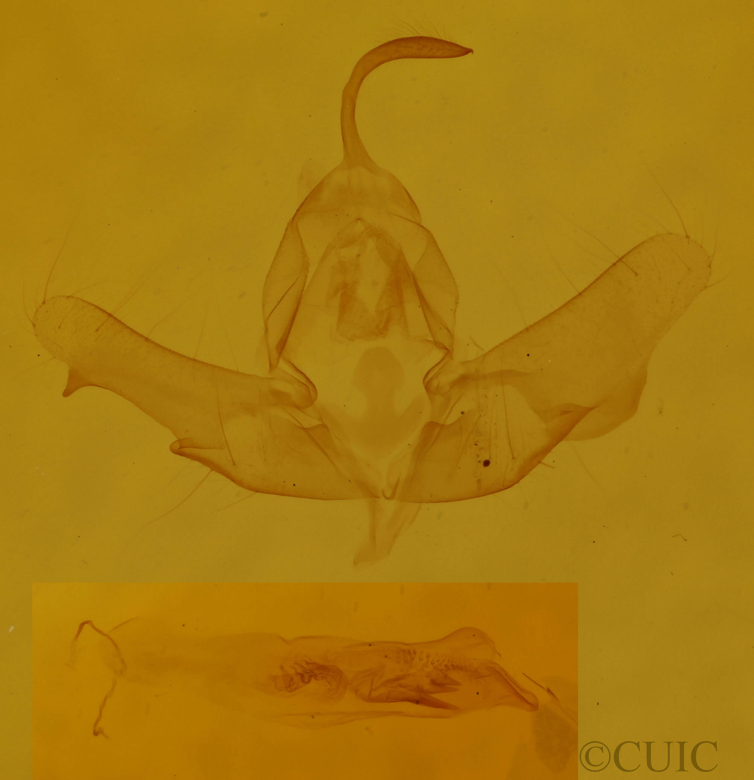 genitalia view of adult Balsa tristrigella