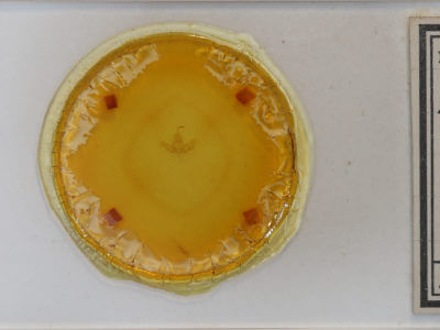 slide view of adult Balsa tristrigella