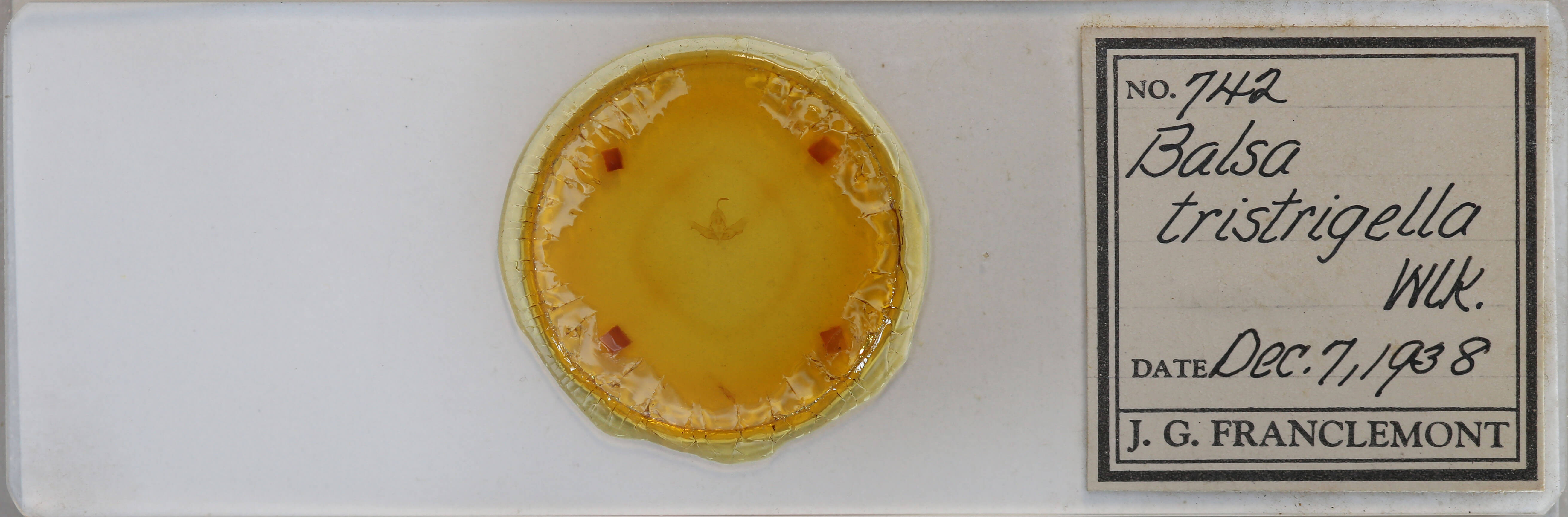 slide view of adult Balsa tristrigella