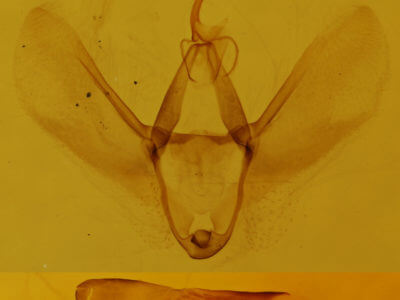 genitalia view of adult Lomographa semiclarata