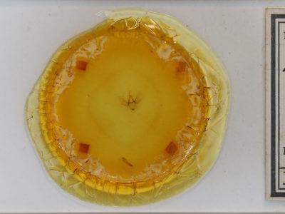 slide view of adult Lomographa semiclarata